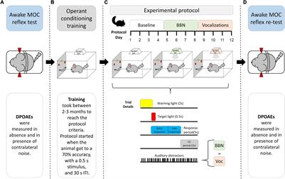 The Strength of the Medial Olivocochlear Reflex in Chinchillas Is Associated With Delayed Response Performance in a Visual Discrimination Task With Vocalizations as Distractors